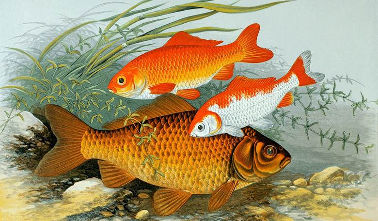 A New Wrinkle in Illegal Immigration: Giant Invasive Goldfish Wreaking Havoc in the Great Lakes