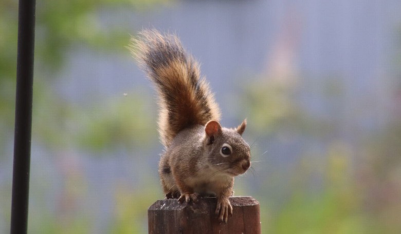 Terror in the Bay Area: Residents Attacked by Vicious, Aggressive... Squirrel