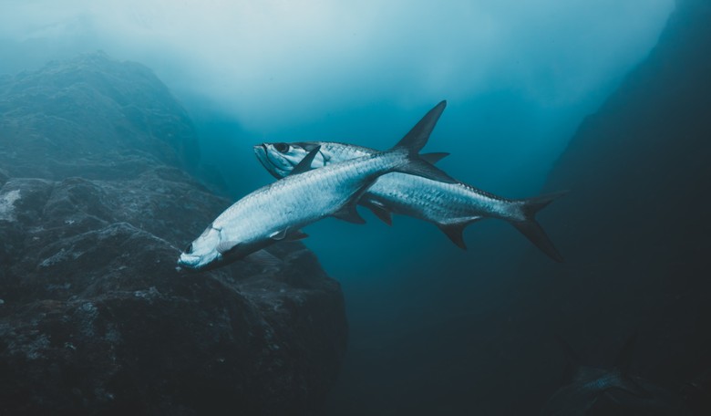Trump Delivers Big New Economic Boost to Pacific Fishing Communities