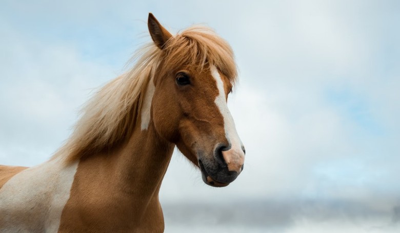Neigh-Sayers Silenced: Horses Are the Ultimate Voice Box Whistlers