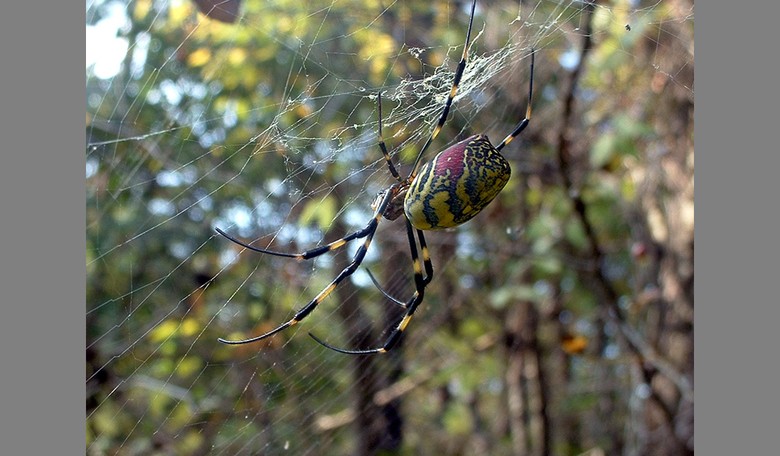 New York Faces Invasion of Hand-Sized Flying Spiders - but They Shouldn't Worry
