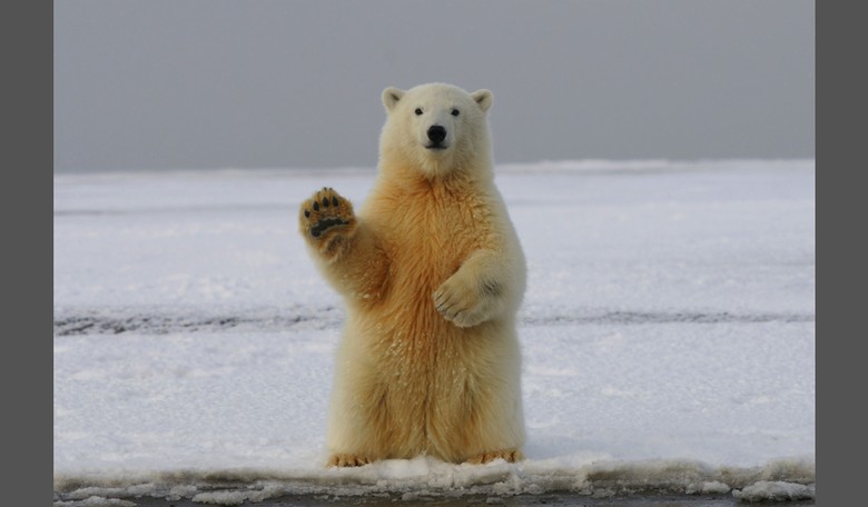 Polar Bears Thriving Despite Melting Ice: New Study Shocks Experts