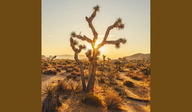 Thousands of Beloved Joshua Trees to Be Chopped Down in Maniacal CA Solar Energy Push