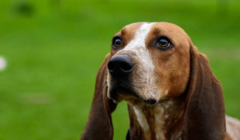HEROES: Quick Thinking by 3 Fishermen Leads to Them Rescuing 38 Pooches From Drowning