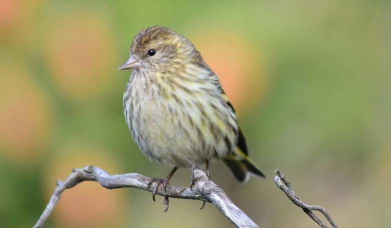 Bird Befriends Alaska Girl on July 4th, Settles In for a Sweet Snuggle ... on Her Head