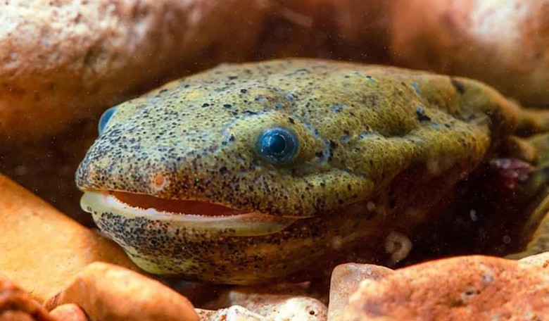 Scientists Seek to Preserve the Elusive 'Snot Otter'