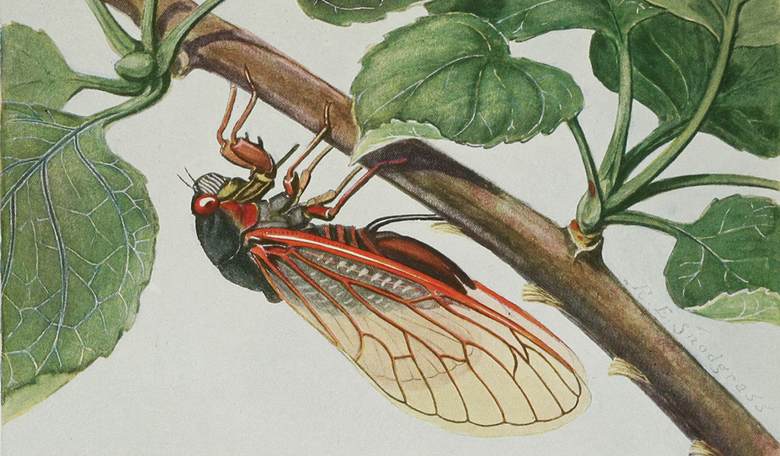 A Literal Plague of Locusts - What to Expect This Summer