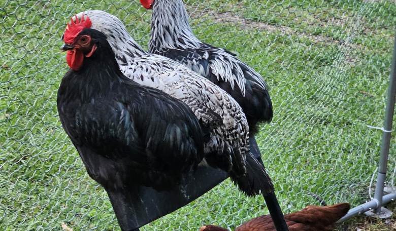 Chickens and Liberty: Why We Chose the Rural Life