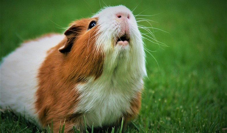 And Now for Something Completely Different: Roasted Guinea Pigs