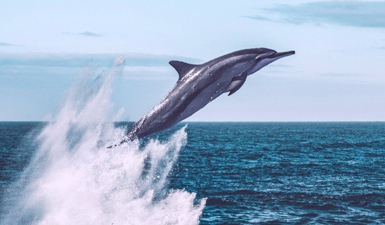 Too Cool: Massive 'Dolphin Stampede' Races Off California Coast