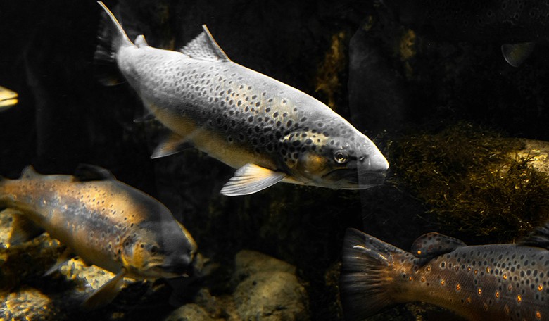 Don't They Have Better Things to Do? Ohio Lawmakers Argue Over State Fish.