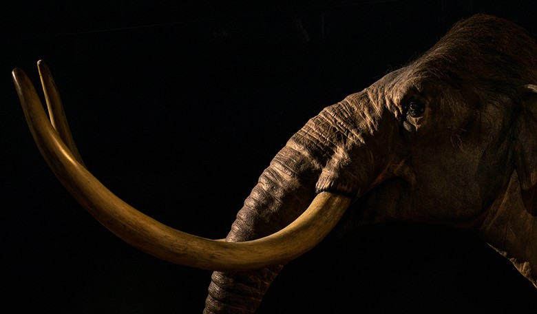 Texas Company Claims They Will 'De-Extinct' Four Species by 2028. Spoiler: They Won't.
