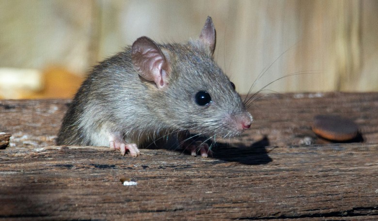 You Won’t Believe How a Simple Birdwatching Stop Created the Hantavirus Outbreak