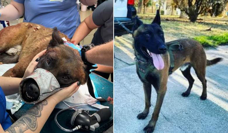 Las Vegas Police Ask for Prayers for K9 Unit Named Enzo Who Was Stabbed During SWAT Op (Video)