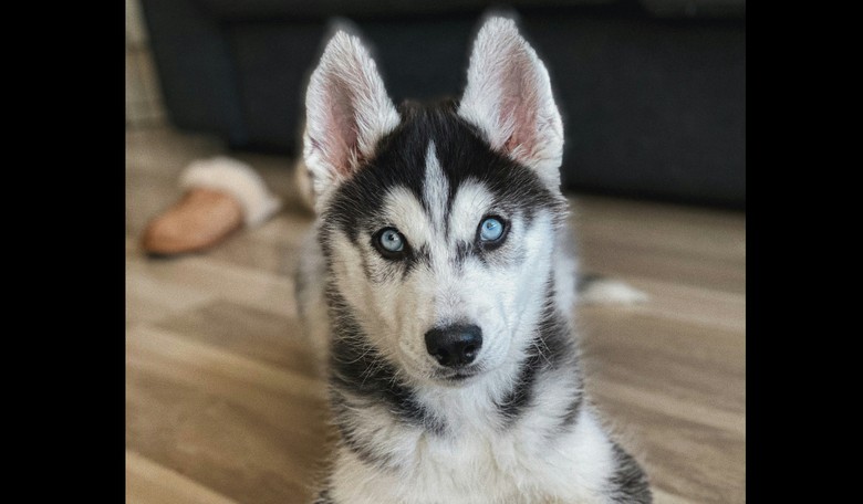 Who Let the Dogs Out?! 100 Huskies Escape in Chinese Mall, Mayhem Ensues