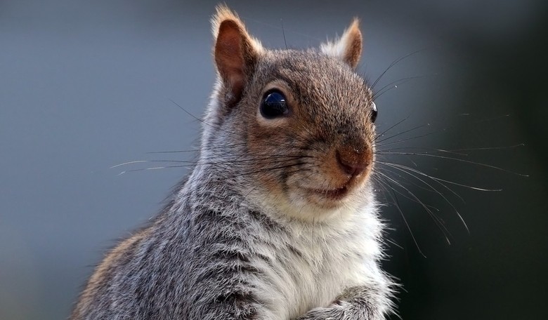 Justice for P'Nut and Fred: Couple Suing NY for Massive Amount After the Execution of Their Beloved Pets
