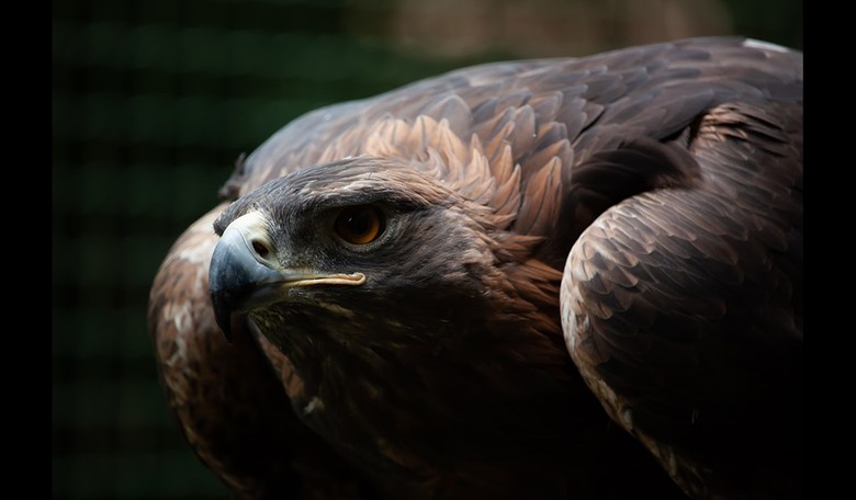 Wyoming’s Golden Eagles Now Facing Extinction Risk From Wind Farms