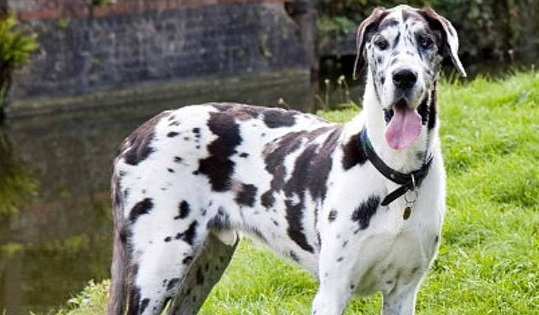 Lighter Fare: World's Hugest Dog Meets Planet's Shortest, and the Encounter Will Melt Your Heart