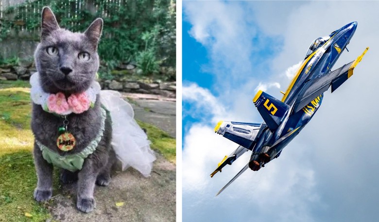 Cat Lady Claims the Blue Angels Killed Her Cat, So Now Seattle Hippies Want to Kill the Blue Angels