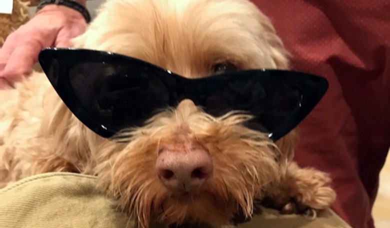 Latest Associated Press Silly Shamefest: Your Dog Is Causing Climate Change