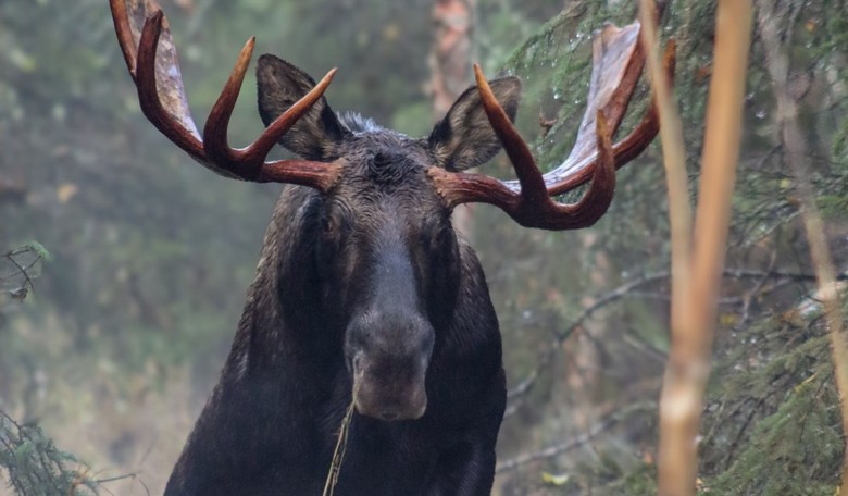 Hoge's Heroes—Let the Moose Loose! Rescuers Daring Extrication of 1,100 Lb. Beast Who Fell Down Well