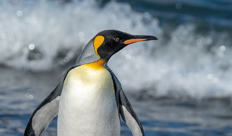 The Penguins Will Be Alright—Turns Out There's Good Reason We're Putting Tariffs on Unoccupied Islands