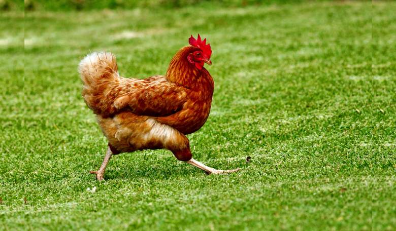 Monday Morning Minute: Don't Count Your Chickens Before They Come Home to Roost