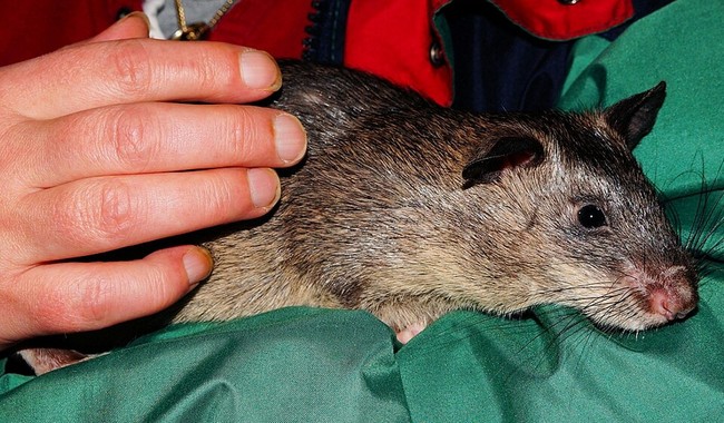 Things I Didn’t Think I'd Be Writing About Today: A 6-Foot Statue Honoring Magawa the Hero Rat