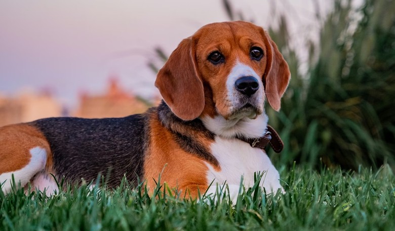 Beaglemania! 300 Doggies Released From Scientific Research Breeding Operation, Taste Freedom for 1st Time