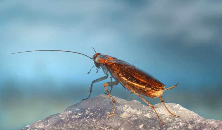 What Would You Do? Giant Roach Lands on Reporter During Live Shot, and Her Reaction Is Incredible