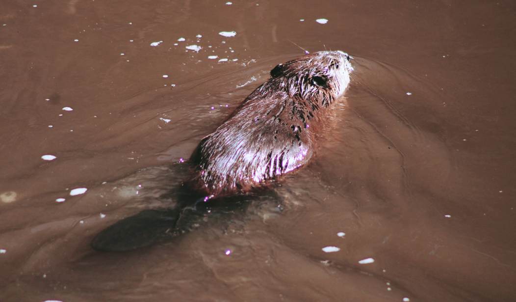 Morning Minute: Leave It to Beaver