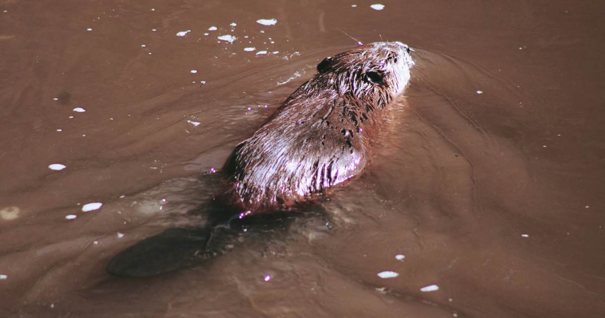 Morning Minute: Leave It to Beaver