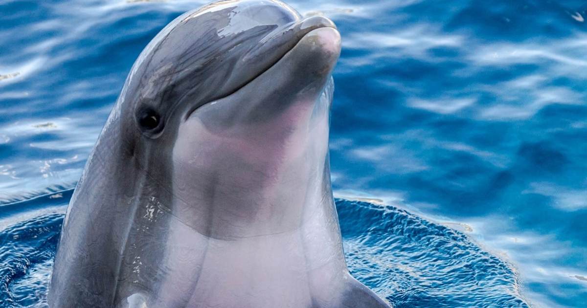 Cruelty in Ceuta: Video Shows Migrants Mercilessly Attacking Protected Sea Mammal