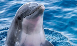 Cruelty in Ceuta: Video Shows Migrants Mercilessly Attacking Protected Sea Mammal