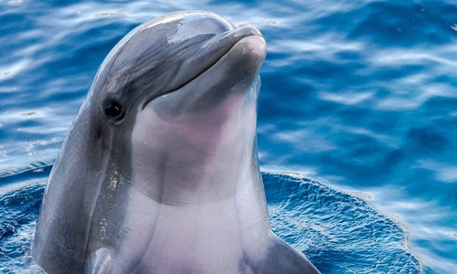 Cruelty in Ceuta: Video Shows Migrants Mercilessly Attacking Protected Sea Mammal