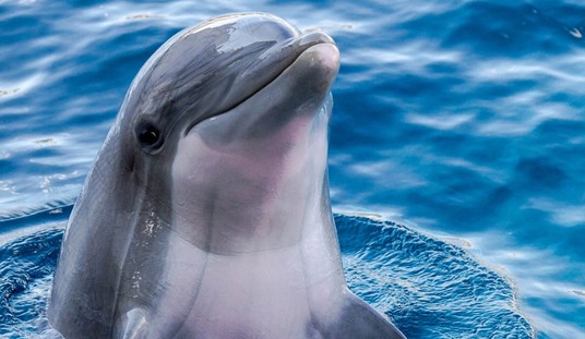 Cruelty in Ceuta: Video Shows Migrants Mercilessly Attacking Protected Sea Mammal