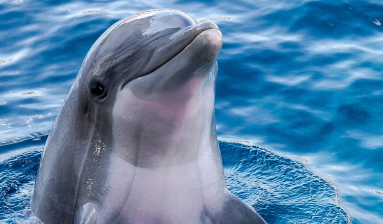 Cruelty in Ceuta: Video Shows Migrants Mercilessly Attacking Protected Sea Mammal