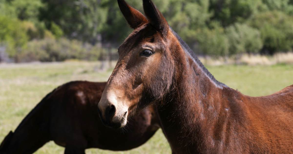 Morning Minute: As the (Missouri) Mule Turns