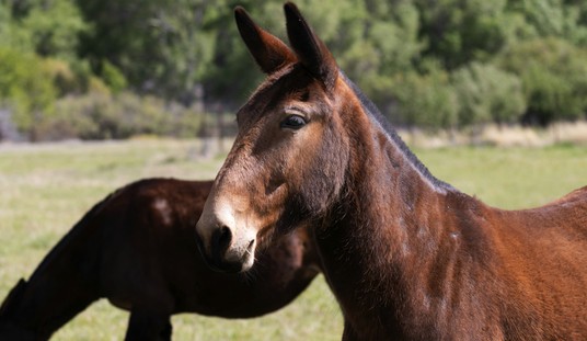 Morning Minute: As the (Missouri) Mule Turns