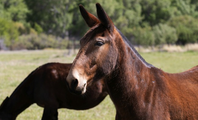 Morning Minute: As the (Missouri) Mule Turns