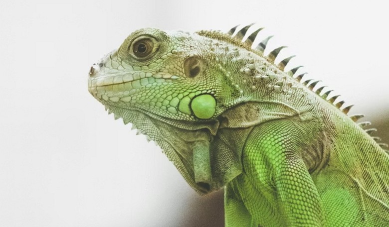 Forget Cats and Dogs — in Florida, It's Raining... Reptiles