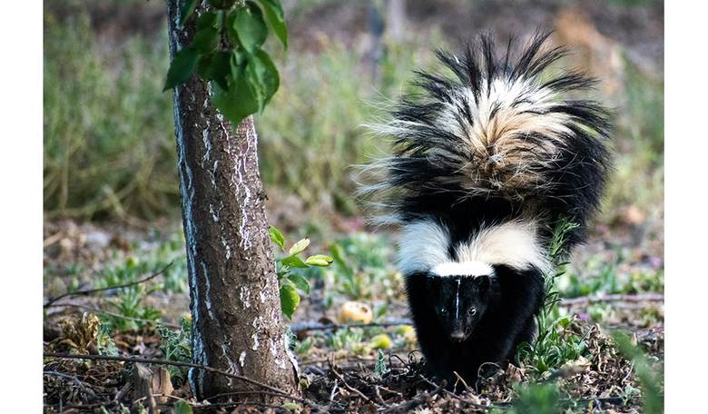 Happy Skunky Valentine's Day!
