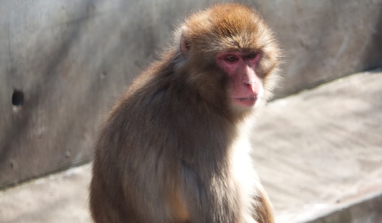 Punch the Lonely Baby Monkey Has a New BFF, and It's a Beautiful Thing