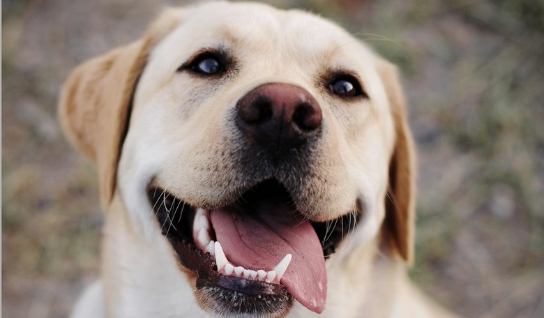 Randy Fine Plans to Troll Dog-Haters With Furry State of the Union Guest