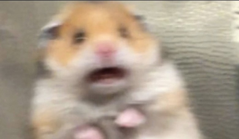 Giant Rat Filmed in New York and It Is NOT Fauci