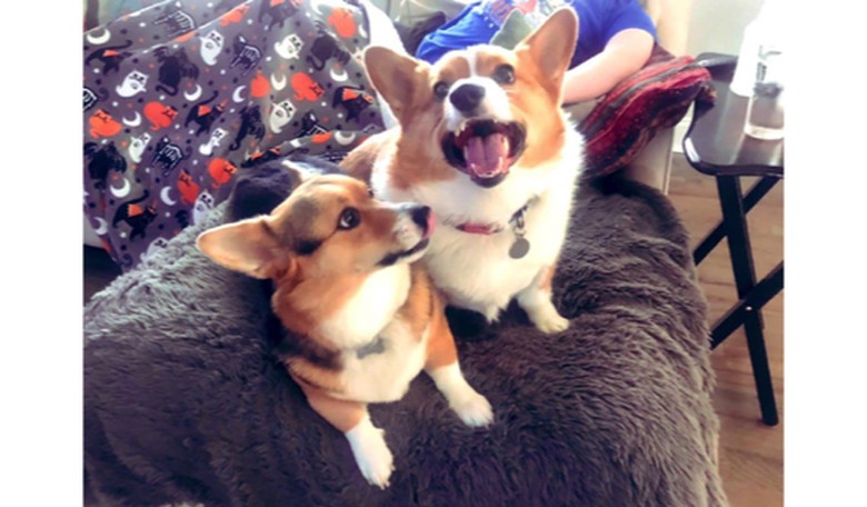 Everything political is horrible, stupid AND annoying so I'm writing about my dogs (no, really)