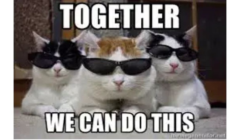 Meowist Revolution: Cat Ladies Cosplay as Cat-Ladies to End M’ICE in ‘No Kings’ Sidewalk Parade (WATCH)