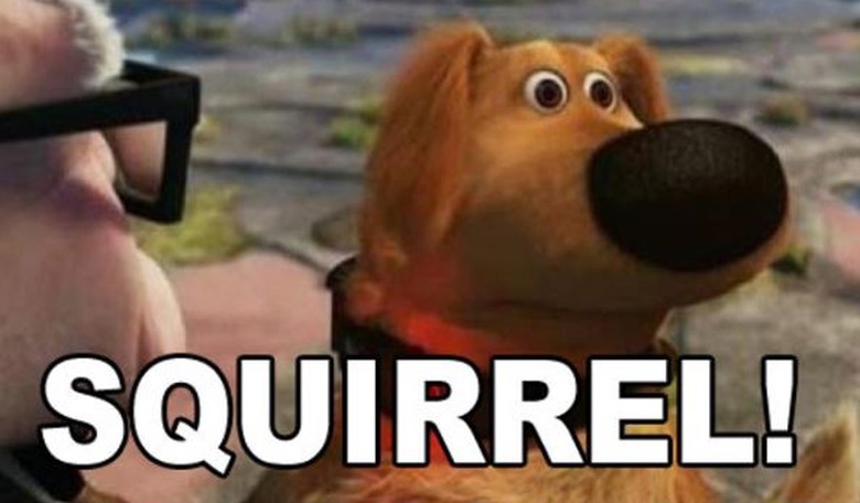 'Nuts to You!' Squirrely Specter of Peanut Crosses Kamala's Path on Her Darkest Day 