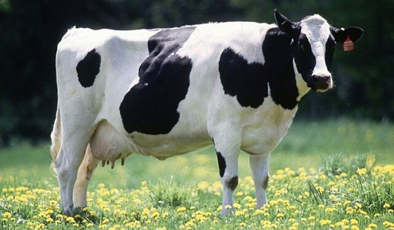 Dairy Farmers Mourning Their Cheap Illegal Labor Just Tripled Output With Robots ... Tragic