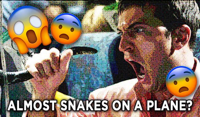 Almost Snakes on a Plane? Miami TSSSsssSSSA Snags a Bag of Snakes From Passenger's Pants 